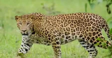 চিতাবাঘ