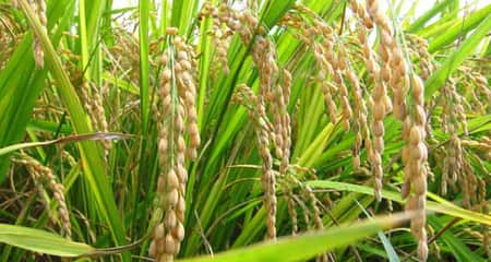 নতুন জাতের ১ বিঘা জমির ধান ৫ লাখ টাকায় বিক্রি ধান