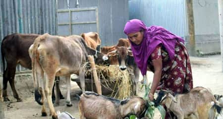 নিজ খামারের হাঁস-মুরগি