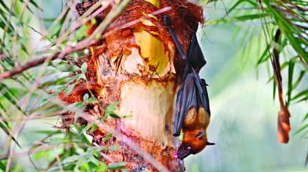 নিপাহ ভাইরাস