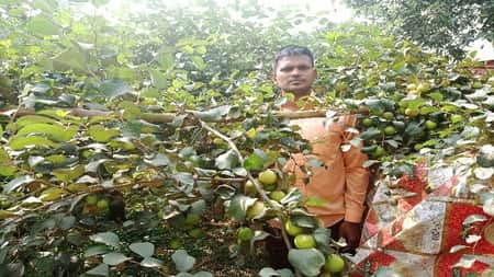 বরই-১