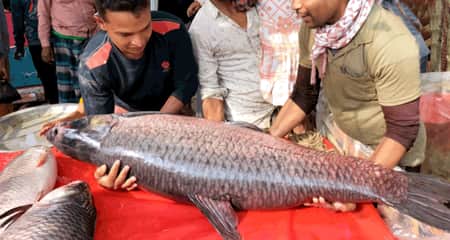মাছ