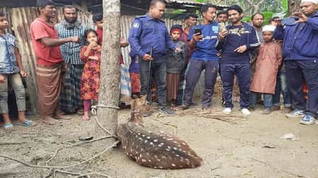 খাবারের সন্ধানে লোকালয়ে আসা চিত্রা হরিণ উদ্ধার হরিণ