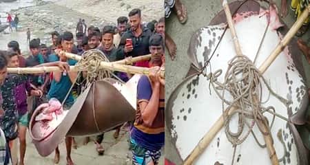 হাউস বা পাতা মাছ