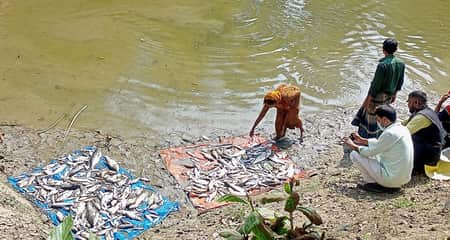 মাছ