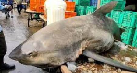 জেলেদের জালে ধরা পড়ল ২০০ কেজির হাঙর ২০০ কেজির হাঙর