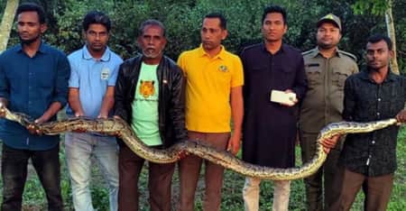 ভিডিও করতে গিয়ে বিপদ, ছোবল দিয়ে মোবাইল নিয়ে যায় অজগর অজগর সাপ