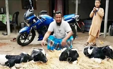 একসঙ্গে ৪ বাছুর প্রসব