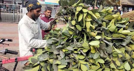 কাঁঠালপাতা বিক্রি