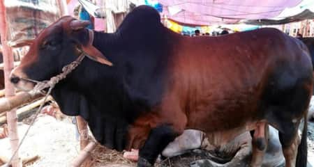 ৫৮০ টাকা কেজি গরুর মাংস, কসাইয়ের দোকানে হইচই গরু