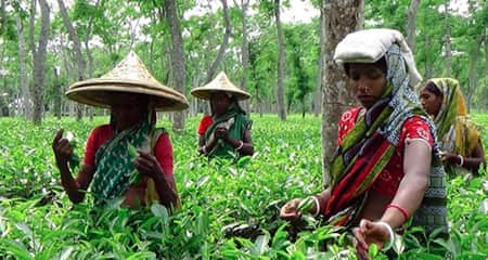 জনপ্রতি ১১ হাজার টাকা বকেয়া মজুরি পাবেন চা শ্রমিকরা চা শ্রমিকরা