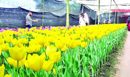 বাহারি রঙের টিউলিপ ফুল দোল খাচ্ছে বাগানে টিউলিপ ফুল