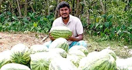 এক উপজেলাতেই ৭০ কোটি টাকার তরমুজ বিক্রির আশা তরমুজ