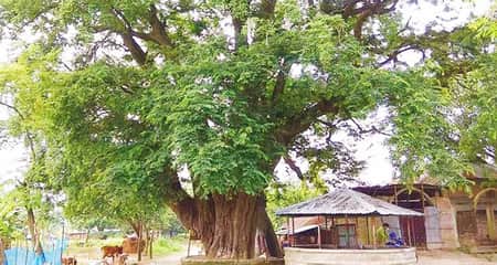 তেঁতুলগাছটি ৫০০ বছরের ইতিহাসের সাক্ষী তেঁতুলগাছ