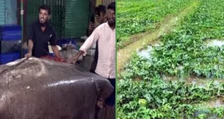 তরমুজ ক্ষেতে মিলল দৈত্যাকৃতির মাছ, বদলে গেল কৃষকের ভাগ্য দৈত্যাকৃতির মাছ