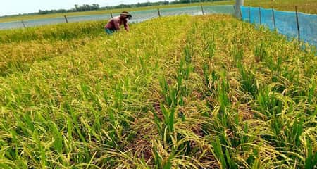 ধান বুড়ো হয়ে যাচ্ছে, সামাল দিতে এসেছে ‘জেনেটিক গেইন’ ধান