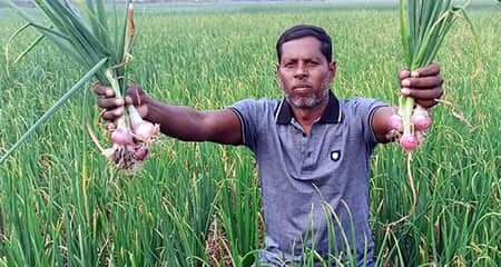 পেঁয়াজ উৎপাদন