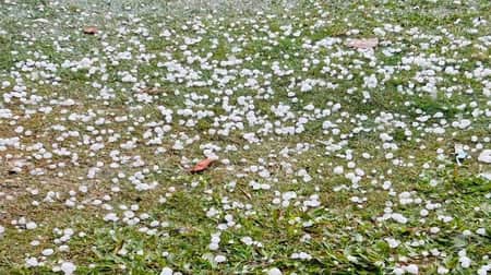 বছরের প্রথম শিলাবৃষ্টি বছরের প্রথম শিলাবৃষ্টি