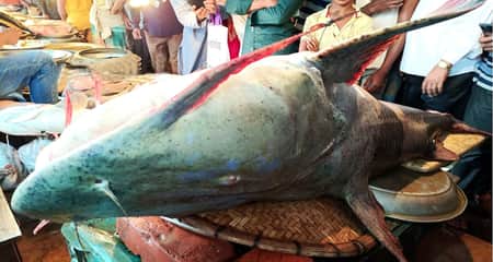 ১৬০ কেজির বাঘাইড়টি আস্ত কেনার মত কেউ নেই বাঘাইড়