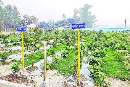 দেশের মাটিতে বিদেশি ফলের বাগান বিদেশি ফলবাগান