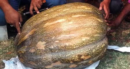 একটি মিষ্টি কুমড়ার ওজন ৬১ কেজি
