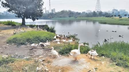 ডিম পাড়তে শুরু করেছে রাজউকের হাঁস রাজউকের হাঁস
