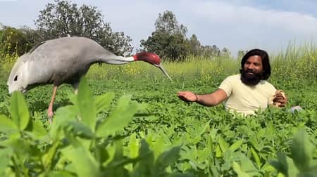 উদ্ধারকারীকে ছেড়ে যেতে চায় না সারস পাখিটি সারস পাখি