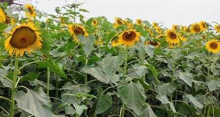 সূর্যমুখী