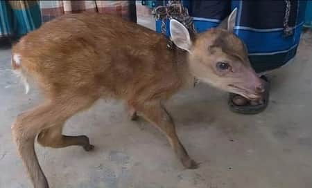 চুনারুঘাটে শিকারিদের কাছ থেকে হরিণ ছানা উদ্ধার হরিণ ছানা উদ্ধার