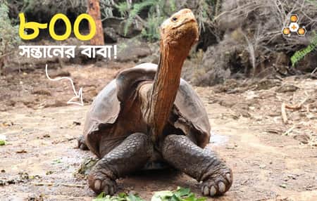 দিয়েগো নামের ১০০ বছর বয়সী কচ্ছপটি ৮০০ এর অধিক সন্তান জন্ম দিয়েছে