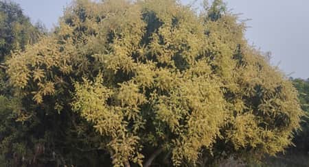 বোদায় নতুন রুপে সেজেছে আম গাছ