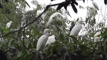পাখিদের স্বর্গরাজ্য মৌলভীবাজারের ‘বড়কাপন’ পাখিদের স্বর্গরাজ্য