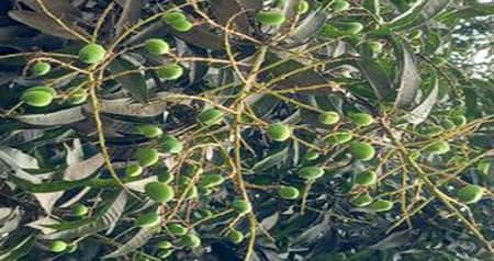 অনুকুল আবহাওয়ায় আমের বাম্পার ফলনের সম্ভাবনা