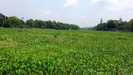 এক লাখ ৩০ হাজার টাকায় ২ নদীর ৪০ কিমি কচুরিপানা পরিষ্কার!