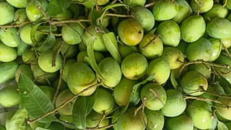 সাতক্ষীরায় এবার ২২৫ কোটি টাকার আম বিক্রির আশা আম
