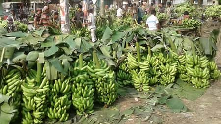 কলা চাষে ভাগ্য বদলাচ্ছেন জয়পুরহাটের চাষিরা, প্রতি বিঘায় লাভ লাখ টাকা কলা