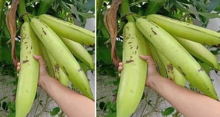 Plantain Banana: সবচেয়ে লম্বা কলা কলা