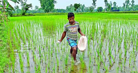 প্রতি বিঘায় কৃষকের খরচ বেড়ে ৩৬৪৫ টাকা কৃষকের খরচ