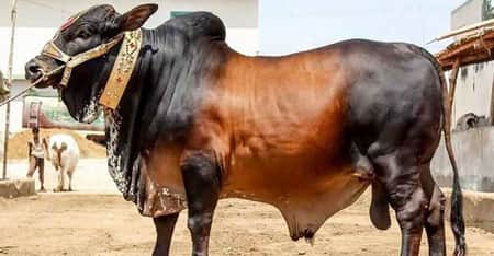 কেজিতে ১৪০ টাকা কমে মিলছে গরুর মাংস গরুর মাংস