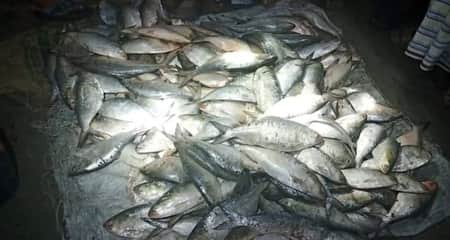 জাটকা শিকার