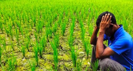 তীব্র খরায় পুড়ছে কৃষকের স্বপ্ন! তীব্র খরায় পুড়ছে কৃষকের স্বপ্ন