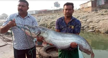 বোয়াল মাছ