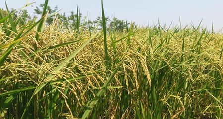 সোনালি ধানে কৃষকের ঈদ আনন্দ সোনালি ধানে