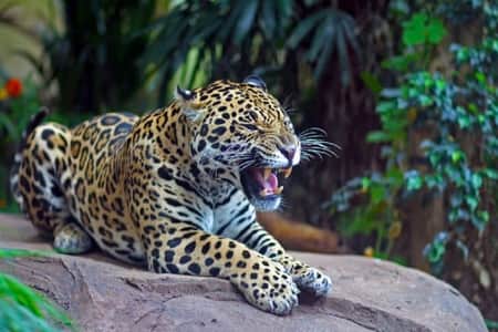 Far Eastern leopard খ্যাত আমুর চিতাবাঘ চরম ঠান্ডা আবহাওয়ায় মানিয়ে নিতে সক্ষম Amur-leopard