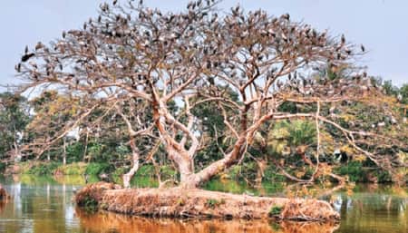কালিয়ার অরুণিমা ইকোপার্ক: বক-সারসে মুখর সারাবেলা