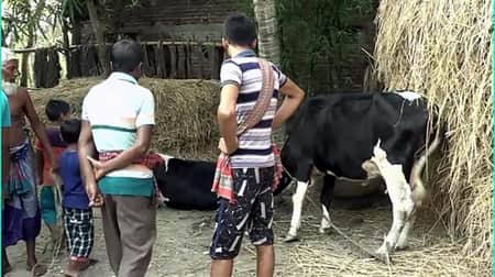 স্বামী তালাক দেওয়ায় শ্বশুরবাড়ির ১৪টি গরু-ছাগল নিয়ে চম্পট স্ত্রী!