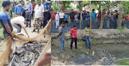 নিষেধাজ্ঞা সত্তেও আফ্রিকান মাগুর চাষ, দুই নারীর জরিমানা
