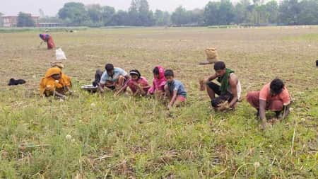 স্কুলে উপস্থিতি কম, পেঁয়াজ তুলতে শিক্ষার্থীরা মাঠে