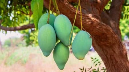 আমের কেজি দুই টাকা আম