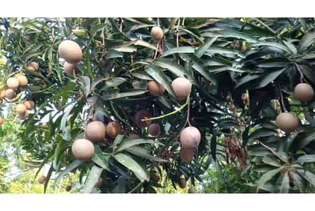 আম গাছের ডালে ডালে ছফেদা ফল! এলাকাবাসীর ভিড়